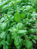 Basil 10ml